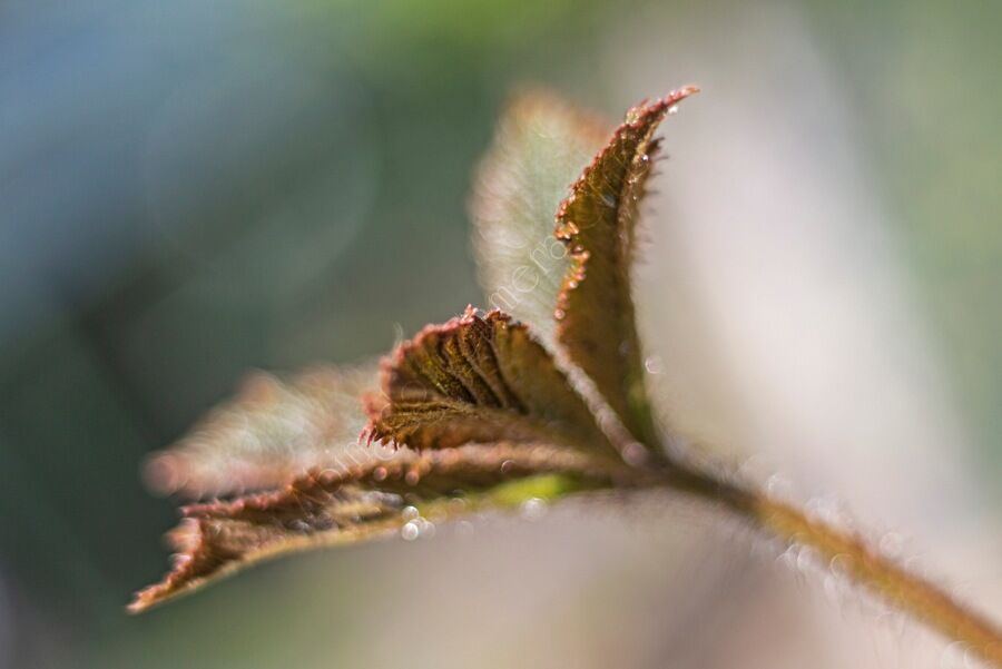New leaf