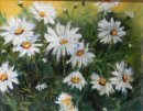 Daisies