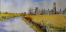 Rapeseed Ducketts Grove