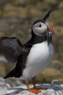 Puffin