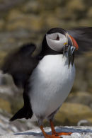 Puffin
