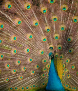 April Peacock, Essuaira