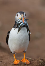 June Puffin with sand eels, Skomer