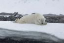 Polar bear on Amsterdamoya