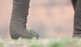 Elephants trunk