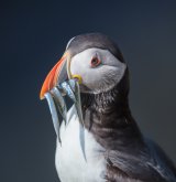 Puffin with sand eels