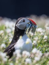 Puffin and sea campion