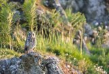 Short eared owl