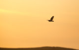 Short eared owl silhouette