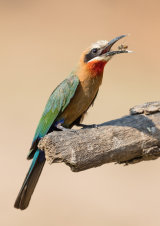 White fronted bee eater
