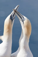 Gannets