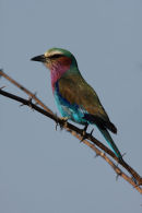 Lilac breasted roller