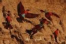 Carmine bee eaters