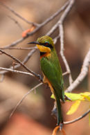 Little bee eater