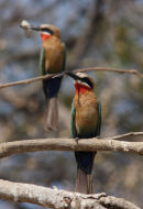 White fronted bee eaters