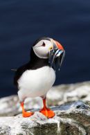 Puffin