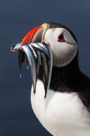 Puffin