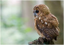 Tawny Owl