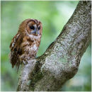 Tawny Owl