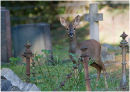 Young Roe deer in churchyard