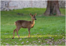 Young Roe deer in churchyard