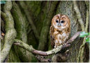 Tawny Owl