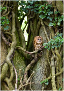 Tawny Owl
