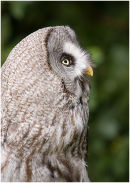 Great Grey Owl