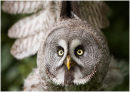 Great Grey Owl
