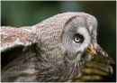 Great Grey Owl
