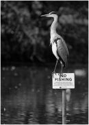 Grey Heron