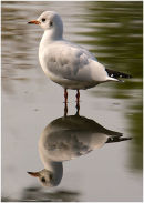 Common Gull