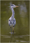 Grey Heron