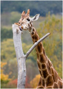 Rothschild Giraffe