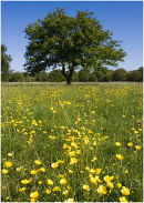 Oak tree and buttercups