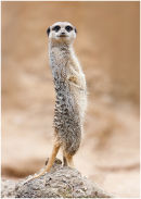 Meerkat