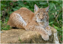 European / Eurasian Lynx