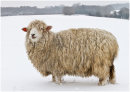 Sheep in snow