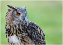 Eagle Owl