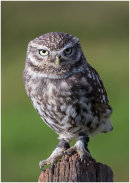 Little Owl