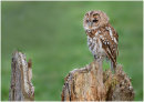 Tawny Owl