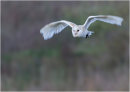 Barn Owl