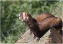 European Polecats