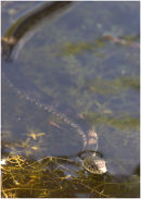 Grass Snake