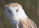 Barn Owl