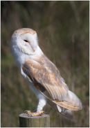 Barn owl