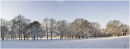 Tree & snow panorama
