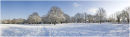 Tree & snow panorama