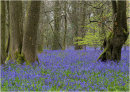 Common Bluebell