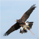 Harris's hawk
